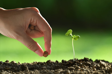 Poster - Person ’s hand planting seeds in soi
