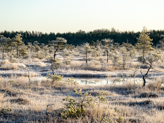 Wall Mural - beautiful landscape with swamps and lakes early in the morning, land covered with frost, beautiful reflections of the swamp lake