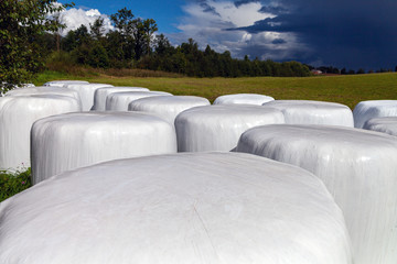 Wall Mural - White hay rolls in rural landscape.