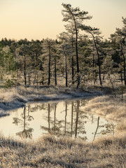 Wall Mural - beautiful landscape with swamps and lakes early in the morning, land covered with frost, beautiful reflections of the swamp lake