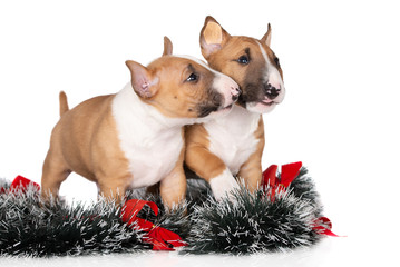 Wall Mural - two miniature bull terrier puppies posing for Christmas