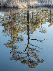 Wall Mural - beautiful landscape with swamps and lakes early in the morning, land covered with frost, beautiful reflections of the swamp lake