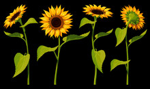 A Set Of Four Isolated Sunflower Flowers With Leaves And Stems, In Different Angles, On A Black Background. Vector Illustration.