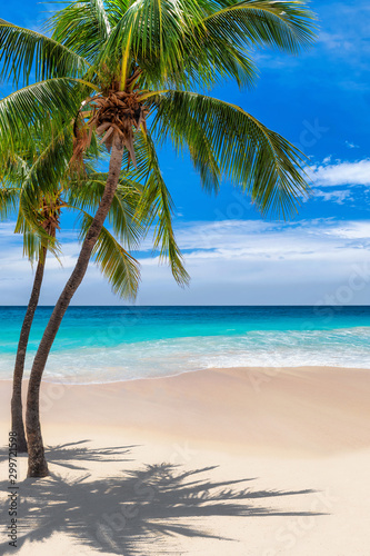 palm-trees-on-tropical-beach-and-blue-sea-in-caribbean-island-summer-vacation-and-tropical-beach-concept
