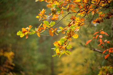 Background with a closeup of beautiful colored autumn leaves of an oak tree in the forest in October in Franconia, Germany