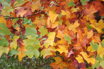 Wall Mural - Yellow and orange leaves of Tulip tree in the garden on autumn. Liriodendron tulipifera. Autumn background