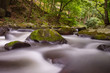 A gently rushing stream with small stones and rapids in a sun-drenched deciduous forest with bright green. 