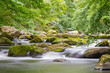 A gently rushing stream with small stones and rapids in a sun-drenched deciduous forest with bright green. 