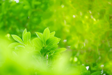 Green leaf nature on blurred greenery background with copy space under sunlight using as a wallpaper, ecology, fresh concept.