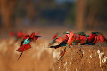 Red Birds. Colorful Southern Carmine Bee-eater, Merops Nubicoides, Colony Of Red And Blue Winged African Birds On The Bank Of Zambezi River. Bird Photography In ManaPools, Zimbabwe.