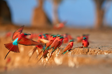 red birds. colorful southern carmine bee-eater, merops nubicoides, colony of red and blue winged afr