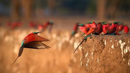 Wall Mural - red birds. colorful southern carmine bee-eater, merops nubicoides, colony of red and blue winged afr