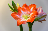 Winter flower big red and white Hippeastrum amaryllis close up