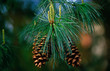 Close up of Pinus Ayacahuite with cones