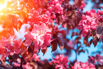 Wall Mural - Close-up apple tree blossom branch with sun lights. Spring background. Soft focus