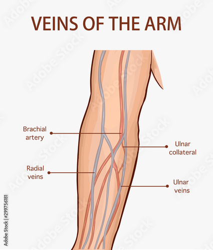 Vector illustration of a veins of the arm Stock Vector | Adobe Stock