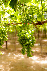 Grapes on the vine in a natural Northern Cape South African vineyard