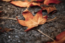 Closeup Of A Brown Leaf On Wet Ground