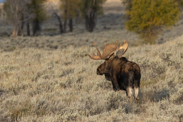 Wall Mural - Bull Shiras Moose in Autumn in Wyoming