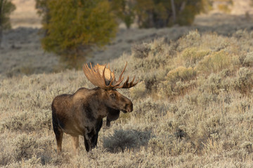 Wall Mural - Bull Shiras Moose in Autumn in Wyoming