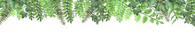 Long Banner With Hand Drawn Watercolor Tropical Fern Leaves