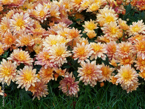 Herbstchrysantheme Chrysanthemum Koreanum Letzte Blumen Im Garten Buy This Stock Photo And Explore Similar Images At Adobe Stock Adobe Stock