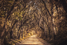 Old Mysterious, Spooky Alley Of Oak Trees And Spanish Moss