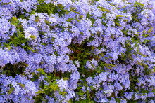 Summer Blossom Of Blue Plumbago Flowers