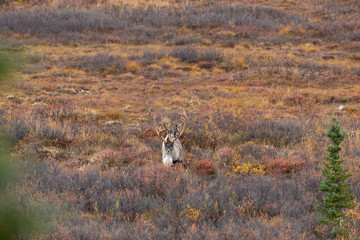 Wall Mural - Barren Ground Caribou Bulls in Alaska in Autumn