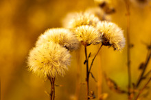 Flowers Withered Of A Plant Greater Burdock (Arctium Láppa). Autumn Front View.