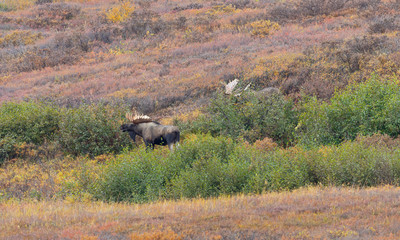 Poster - Pair of Alaska Yukon Bull Moose in Autumn