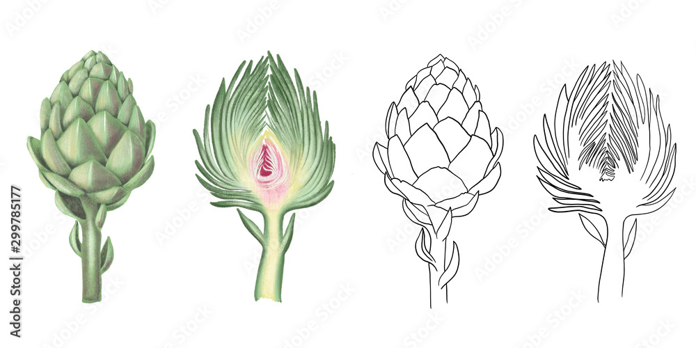 Collection of isolated watercolor and graphic artichoke, hand drawn illustration on a white background - obrazy, fototapety, plakaty 