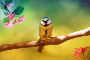 Wall Mural - beautiful little bird tit azure sits in the may garden among the flowering branches of Apple trees and sings a song