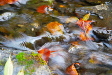  ruisseau, feuille,automne