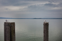 Two Seagull Birds Sitting On Lake Pier Pillars Calm Water Cloudy Sky Horizon 
