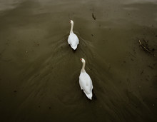 Two White Swan On The Body Of Water
