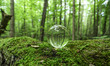 © katrina thompson/Scopio - Water dew on green tree