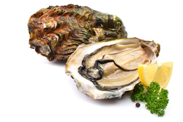 Wall Mural - Oysters on a white background with lemon