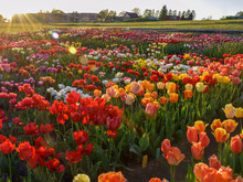 Landscape With Colorful Tulip Field