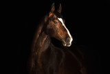 Fototapeta Konie - Portrait horse