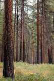 Fototapeta Las - A charred stand of Ponderosa pines near Camp Sherman in the Oregon Cascades mountains.