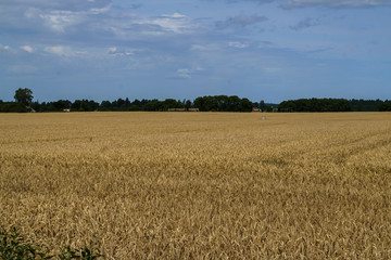 A field of golden ripened barley in the village.