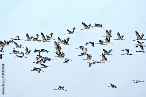 Fliegende Kraniche Grus Grus Auf Dem Zug Migrating Cranes Buy This Stock Photo And Explore Similar Images At Adobe Stock Adobe Stock