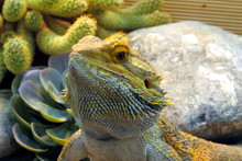 Close-up Of Iguana Lizard On Cactus Background