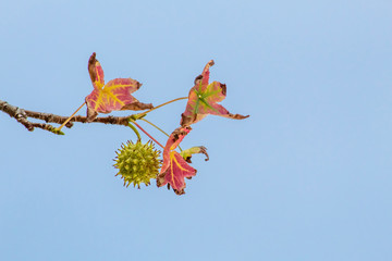 Wall Mural - Spiky Sweetgum Seed Pod with Red Autumn Leaves on a Blue Sky