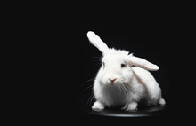 White Fluffy Rabbit With Long Ears On Black Isolated Background