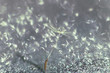 Dandelion fluff on a blurred silver background with bokeh. Macrophoto
