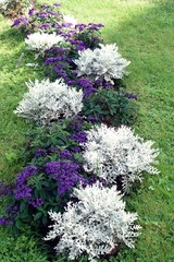 Canvas Print - Line of white and purple plants