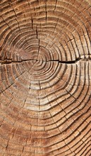 Old Tree Texture, Natural Wood Background