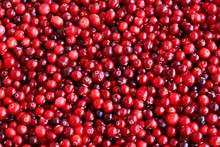 Ripe Fresh Cranberries As Natural, Food, Berries Background